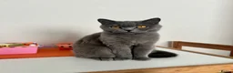 British Shorthair cats for sale: British Shorthair Female - Advert 5