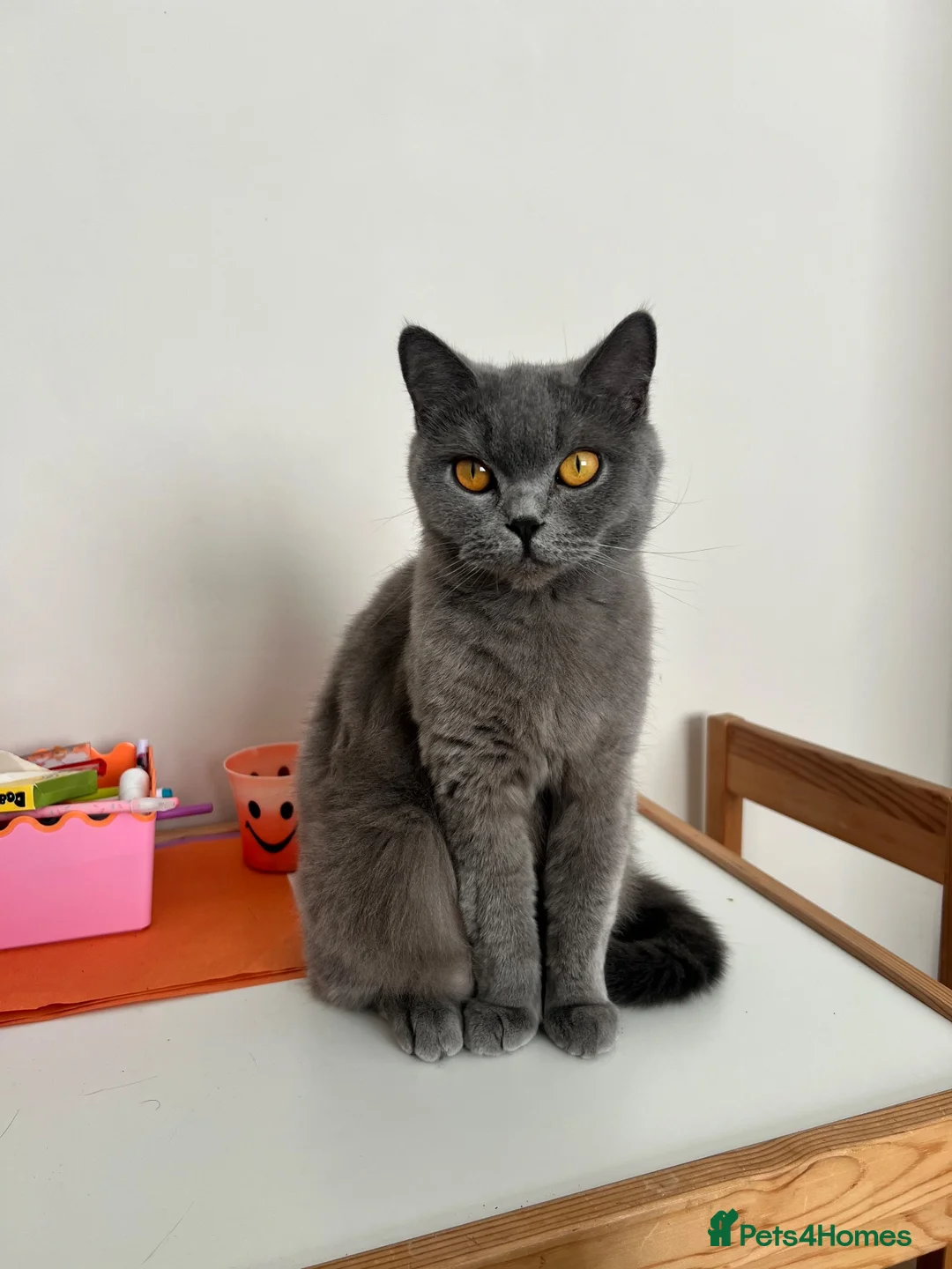 British Shorthair cats for sale: British Shorthair Female - Advert 5