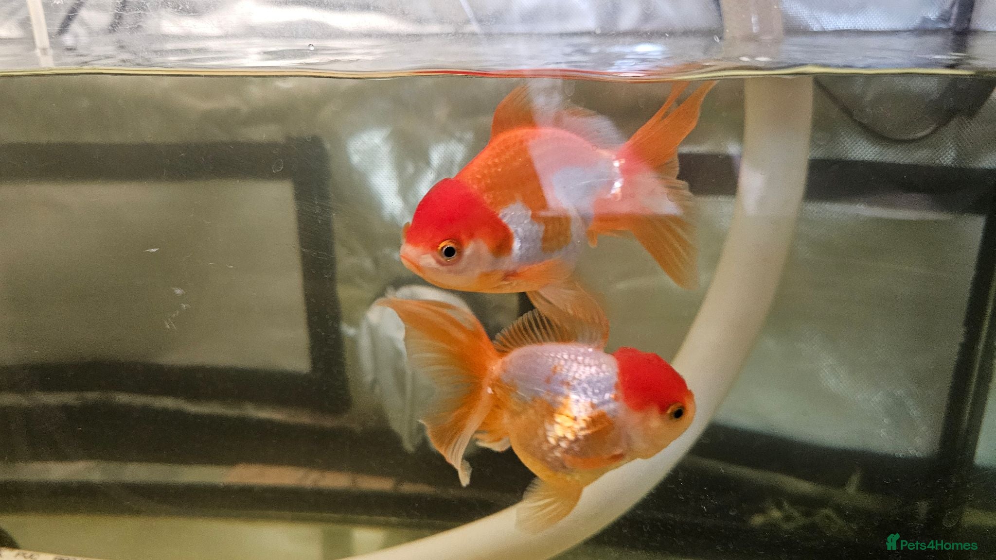 Fancy Goldfish fish Two Fancy Goldfish - Advert 2