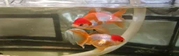 Fancy Goldfish fish for sale: Two Fancy Goldfish in Stroud - Advert 1