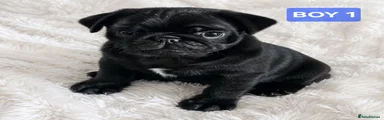 Pug 1