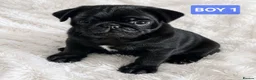 Pug dogs for sale: Adorable  PUG Puppies looking for Their Homes  - Advert 5