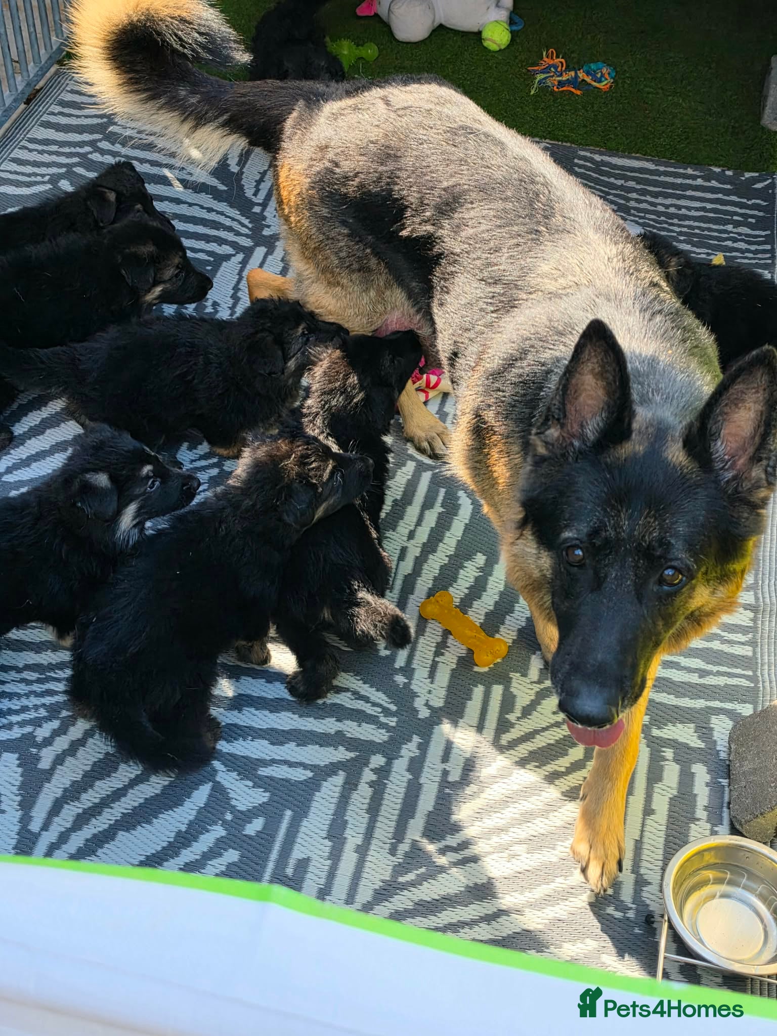 German Shepherd dogs Big chunky German Shepherd puppies  - Advert 2