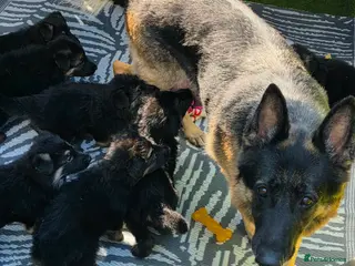 German Shepherd dogs Big chunky German Shepherd puppies - Advert 2