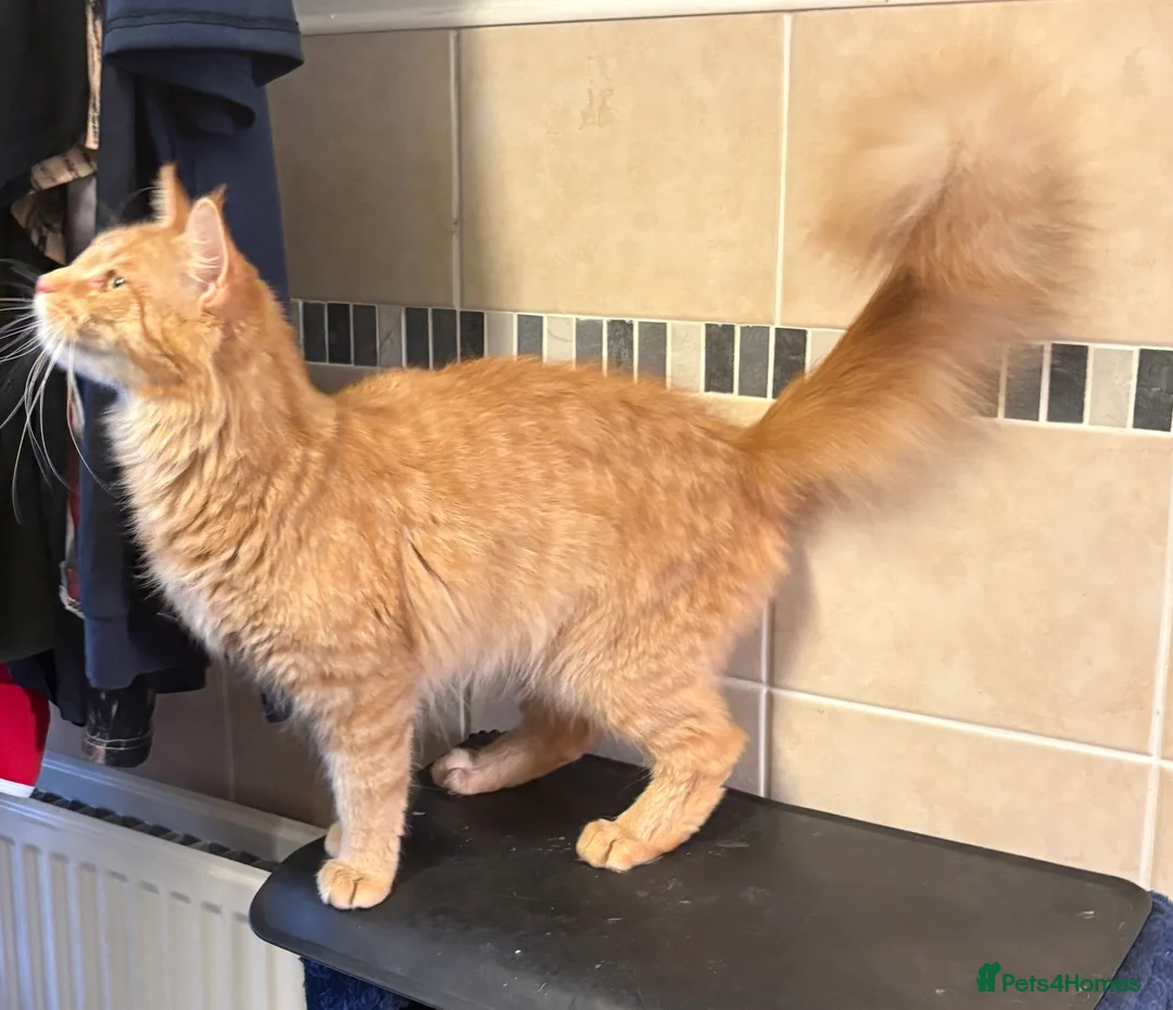 Maine Coon cats for sale: Rare Maincoon red girl 16 months old - Advert 1