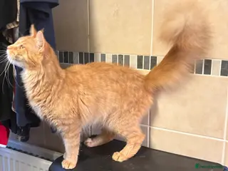 Maine Coon cats Rare Maincoon red girl 16 months old - Advert 13