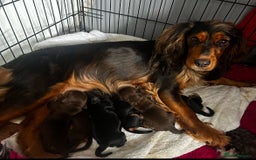 Cocker Spaniel dogs for sale: Cocker spaniel puppies 💙💙🩷🩷🩷 - Image 5
