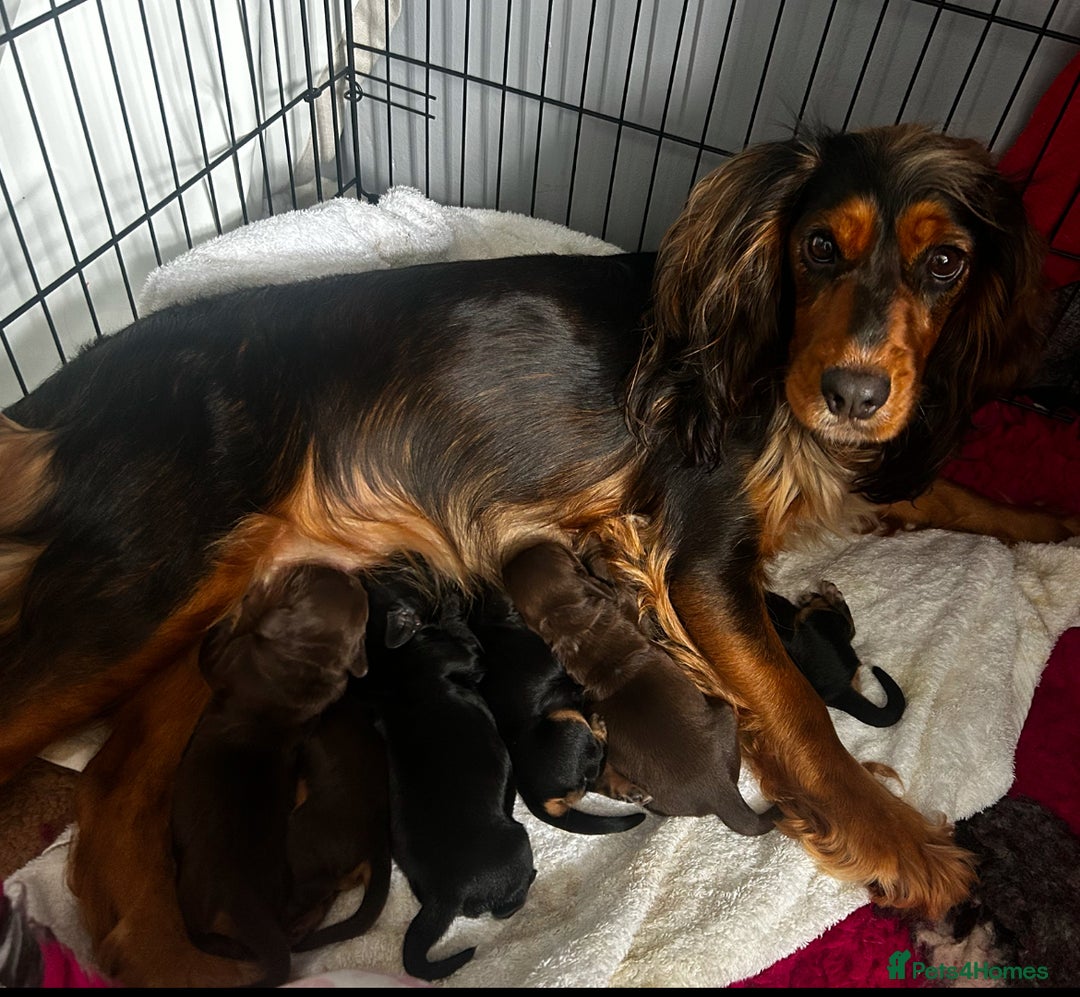 Cocker Spaniel dogs for sale: Cocker spaniel puppies 💙💙🩷🩷🩷 - Image 5