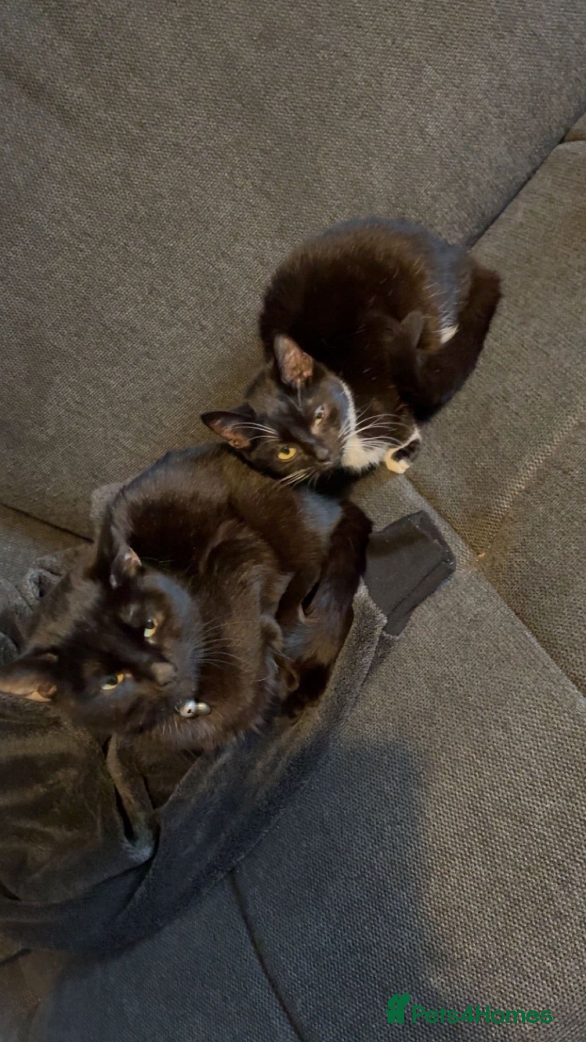 Mixed Breed cats Two female kittens  - Advert 2