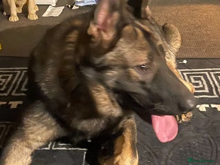 German Shepherd dogs 10-month German Shepard - Advert 1