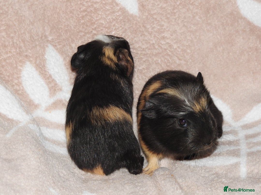 Guinea Pig rodents for sale: 2 crested guinea pigs available 1 male 1 female  - Advert 2