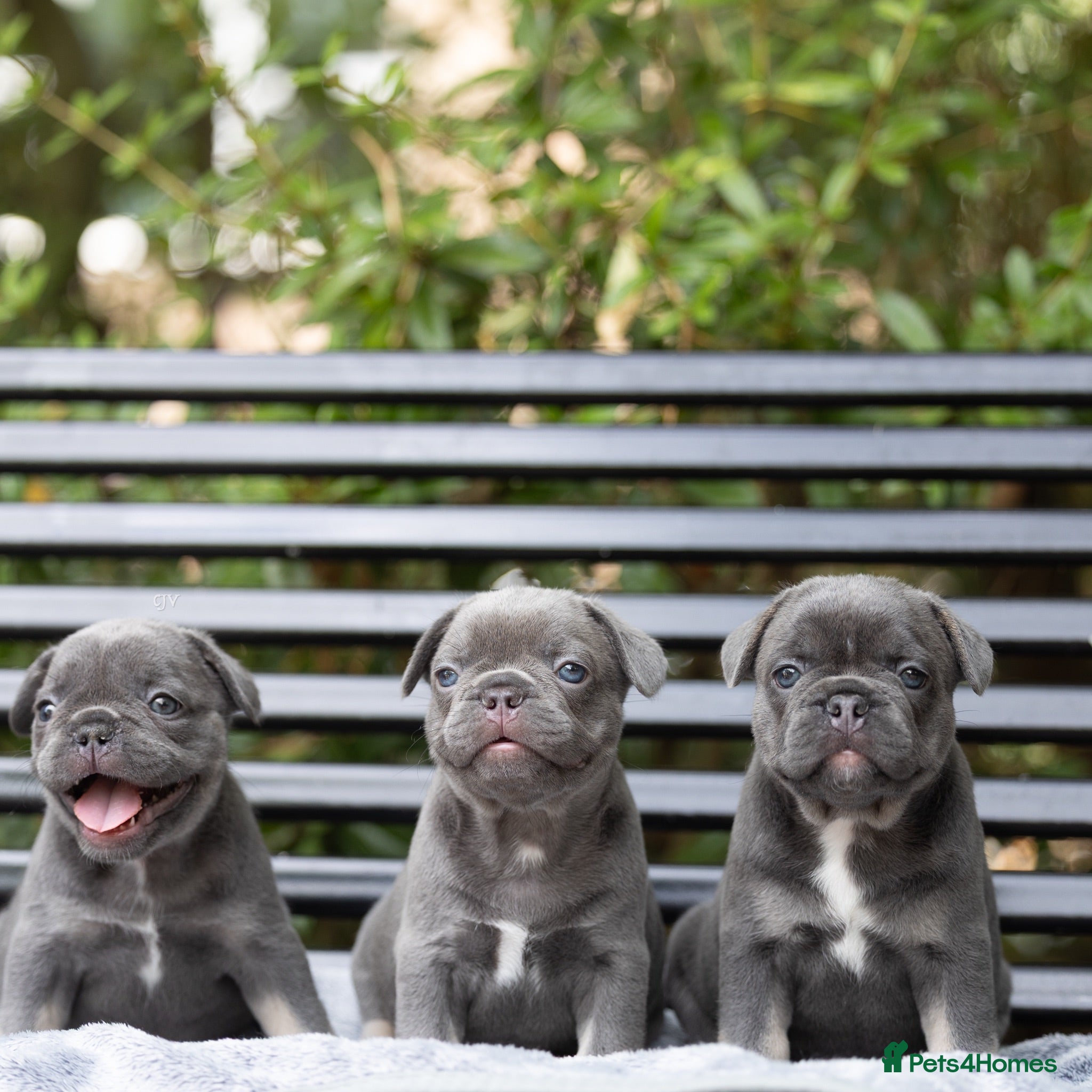 French Bulldog dogs French bulldogs  - Advert 7