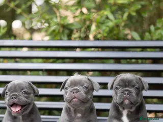 French Bulldog dogs French bulldogs - Advert 7
