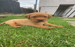 Labrador Retriever dogs for sale: Exquisite Fox Red Labrador Puppies – KC Reg in Chesterfield - Image 32