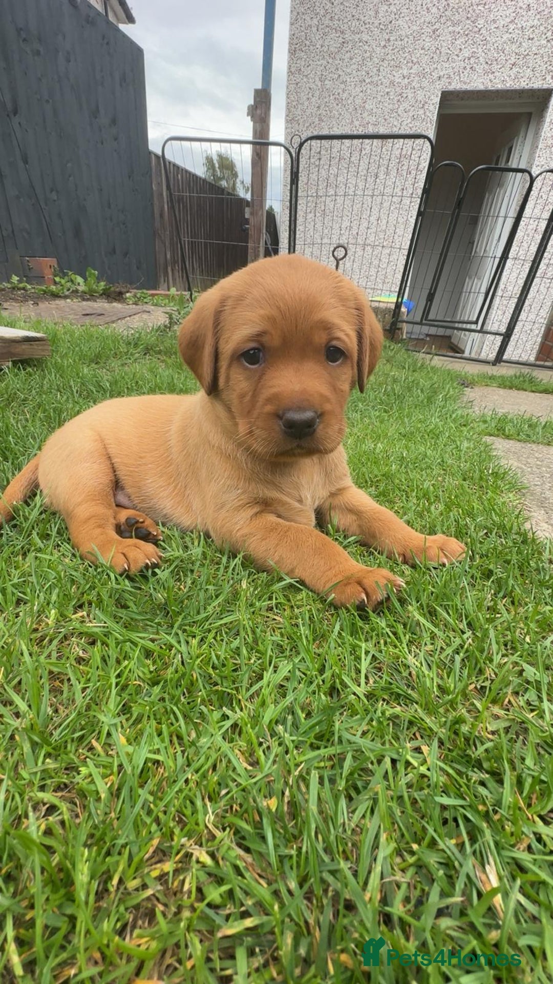 Labrador Retriever dogs for sale: Exquisite Fox Red Labrador Puppies – KC Reg in Chesterfield - Image 32