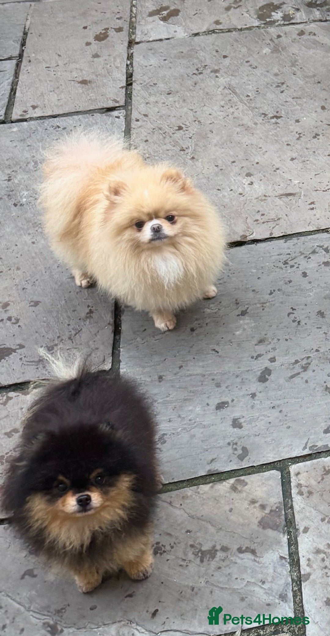 Pomeranian dogs for stud: Beautiful Cream Stud Boy  - Advert 9