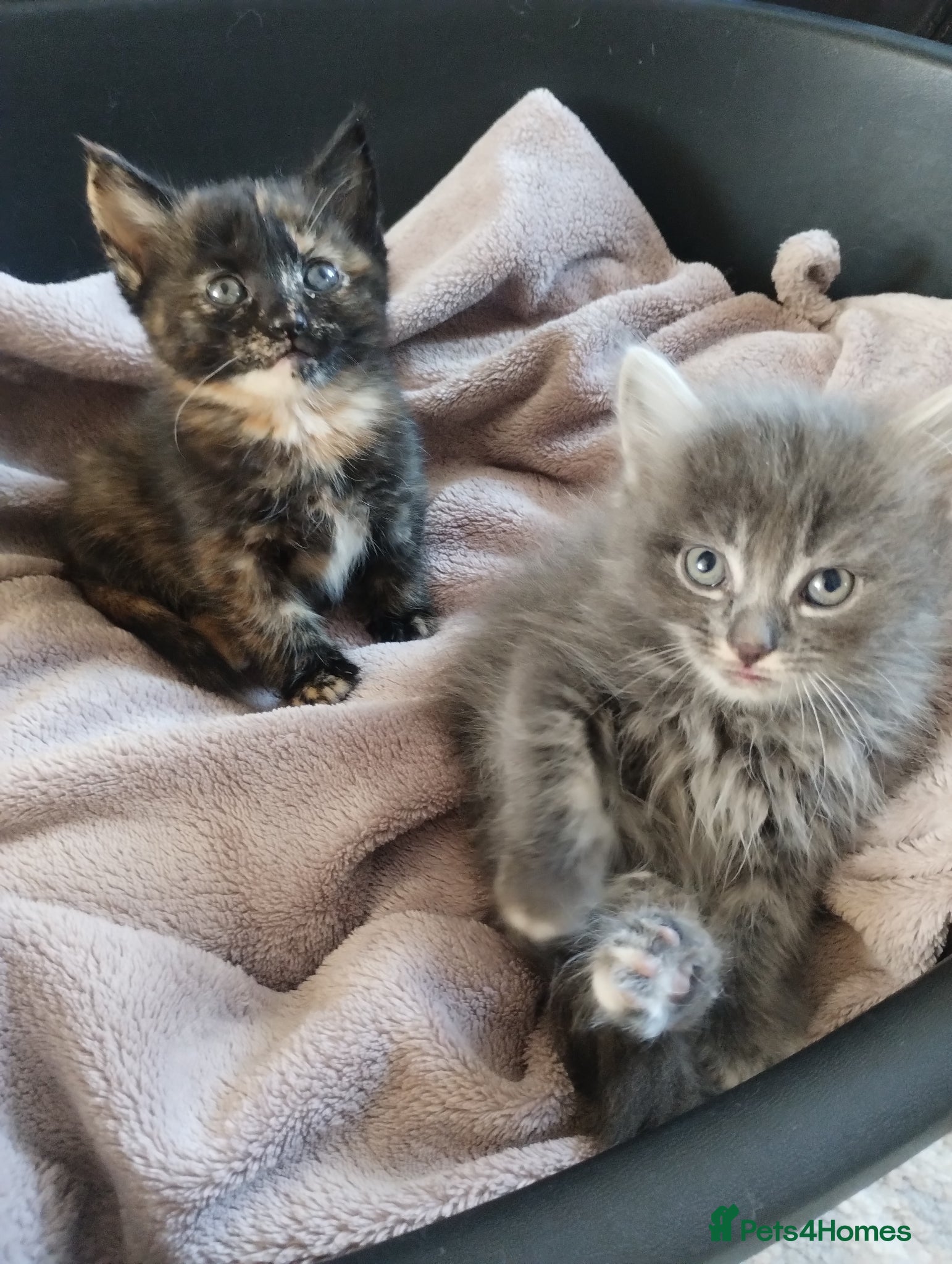 Mixed Breed cats Beautiful litter of kittens , ready to leave now  - Advert 2