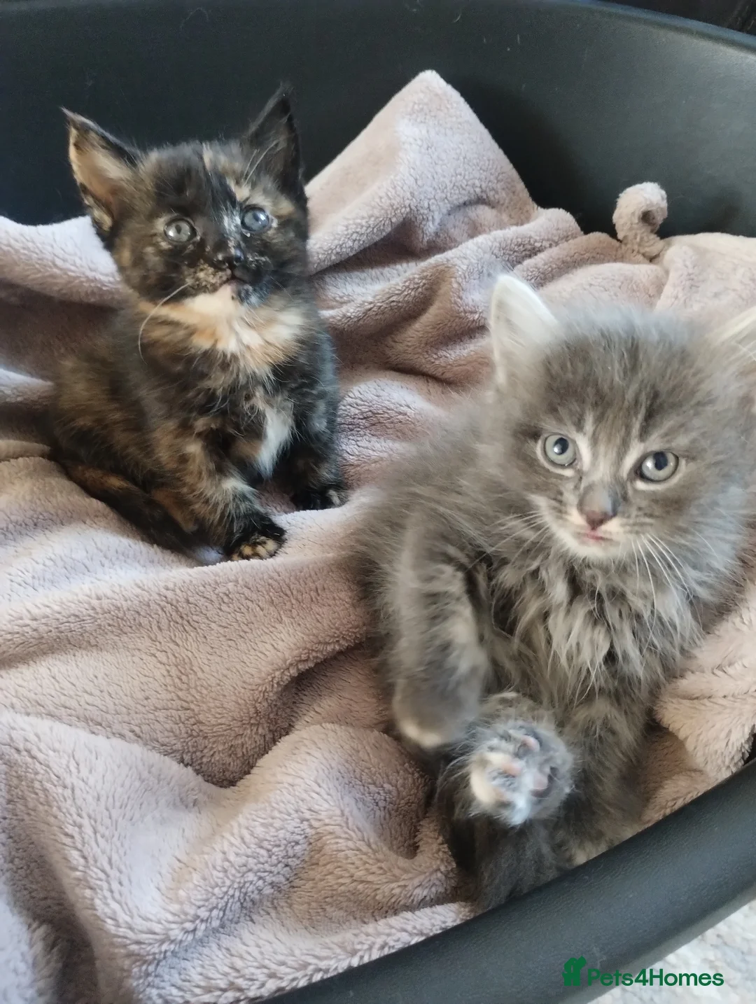Mixed Breed cats for sale: Beautiful litter of kittens , ready to leave now  - Advert 1