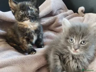 Mixed Breed cats Beautiful litter of kittens , ready to leave now - Advert 11