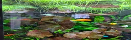 Other/Mixed Breed fish for sale: Fishtank complete with fish - Advert 5