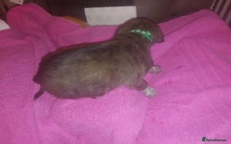 Mixed Breed dogs for sale: Gorgeous puppies  - Advert 13