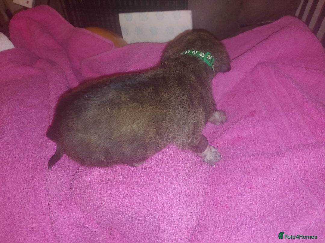 Mixed Breed dogs for sale: Gorgeous puppies  - Advert 13