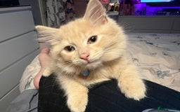 Norwegian Forest Cat cats for sale: Norwegian Forest Cat X Scottish Straight Kittens - Image 6