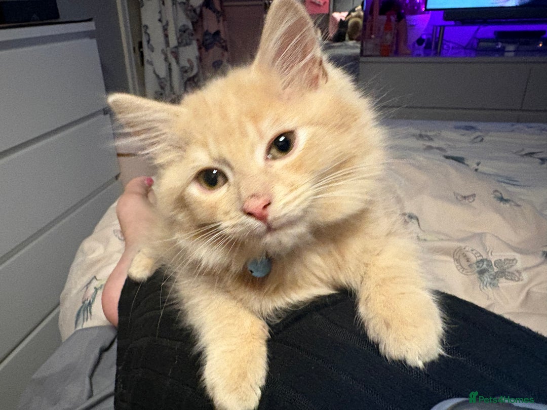 Norwegian Forest Cat cats for sale: Norwegian Forest Cat X Scottish Straight Kittens - Image 6