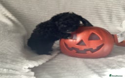 Jackapoo dogs for sale: 2 Toy poodle 3/4 Boys - Image 13
