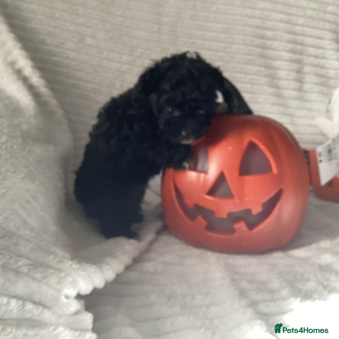 Jackapoo dogs for sale: 2 Toy poodle 3/4 Boys - Image 13
