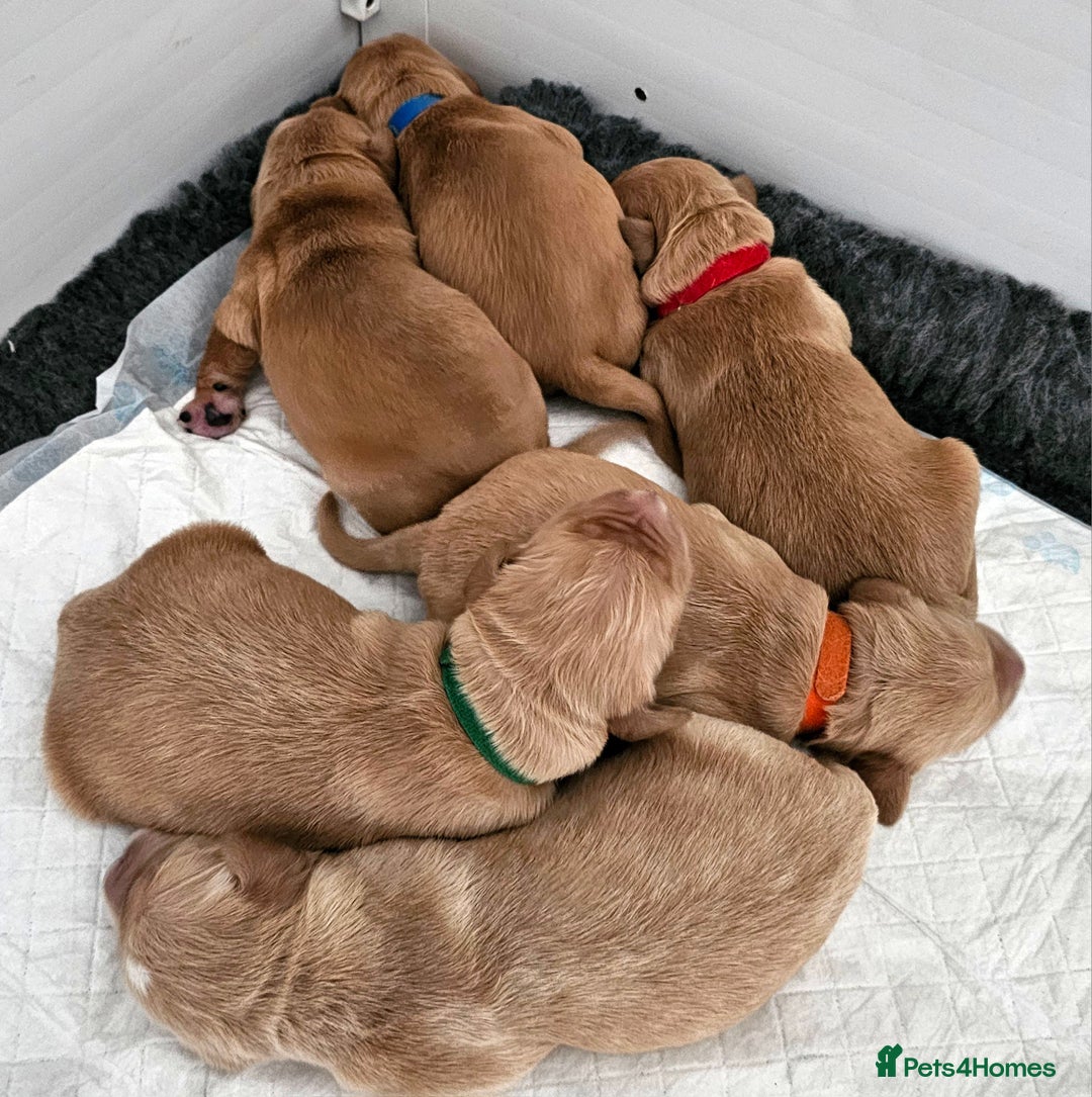 Golden Retriever dogs for sale: Stunning KC, working Golden retriever pups - Advert 3