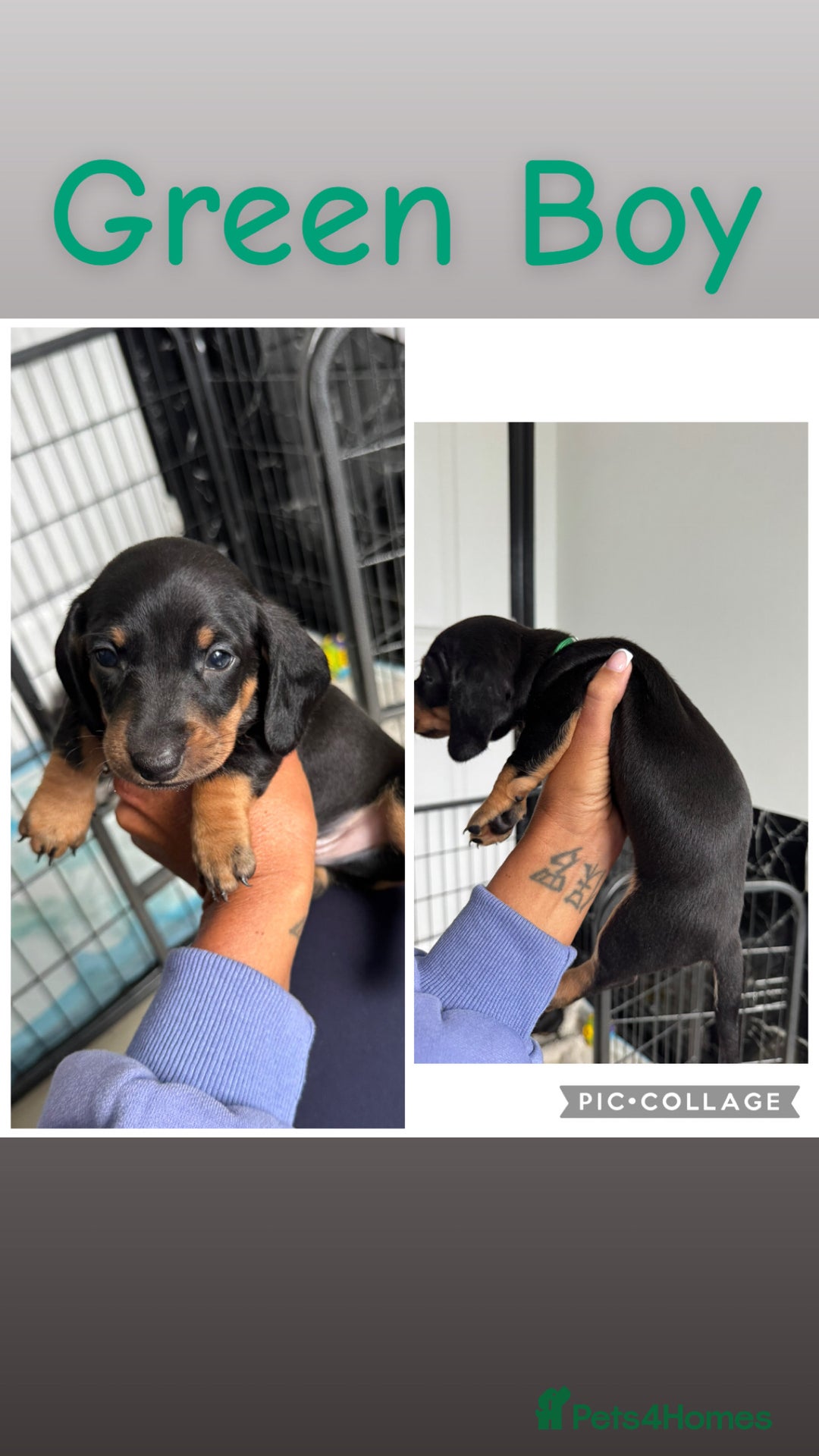 Dachshund dogs for sale: Miniature dachshunds - Image 5