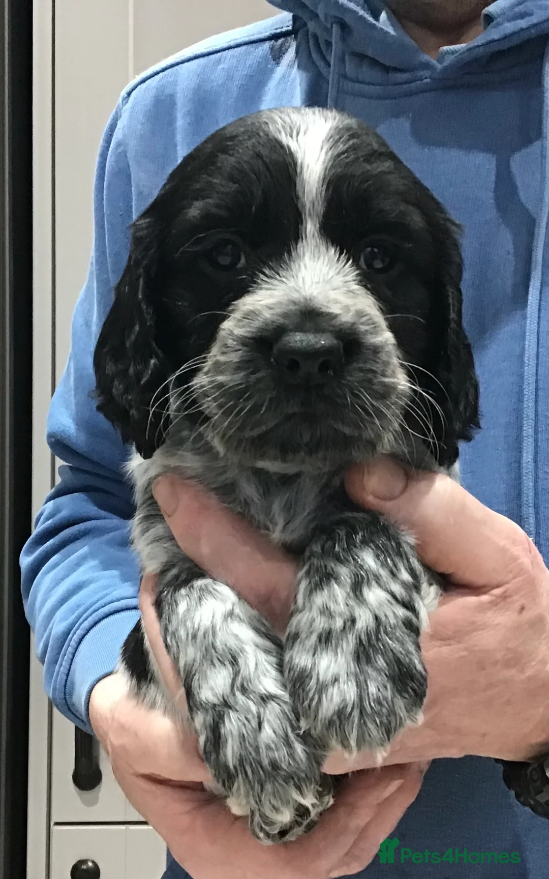 Cocker Spaniel dogs for sale: ABSOLUTELY STUNNING COCKER SPANIEL PUPPIES  - Advert 16