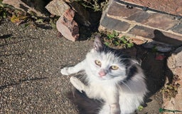 Munchkin cats for sale: Fulga for free adoption - - Image 2
