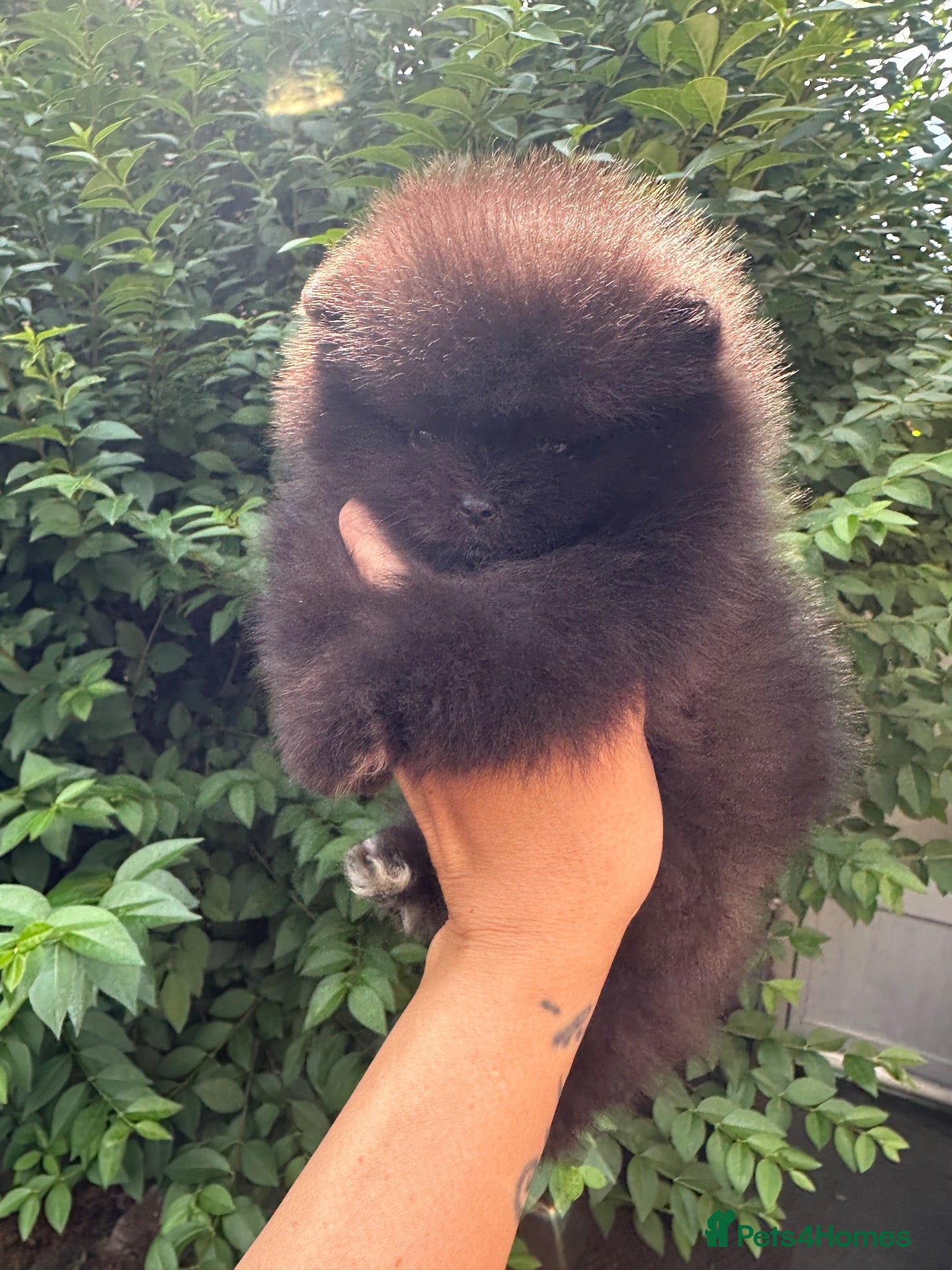 Pomeranian dogs 🏆0.65 Russian/Taiwan Pomeranian female🏆 - Advert 7