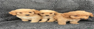 Cockapoo 3