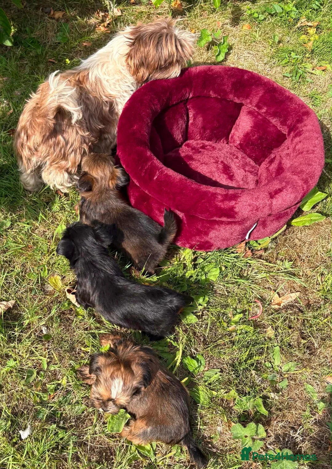 Shorkie dogs for sale: Yorkie/Shih Tzu  - Advert 9