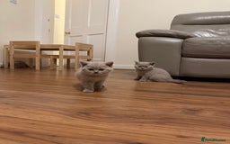 British Shorthair cats for sale: Beautiful rare lilac British shorthair kittens - Image 8