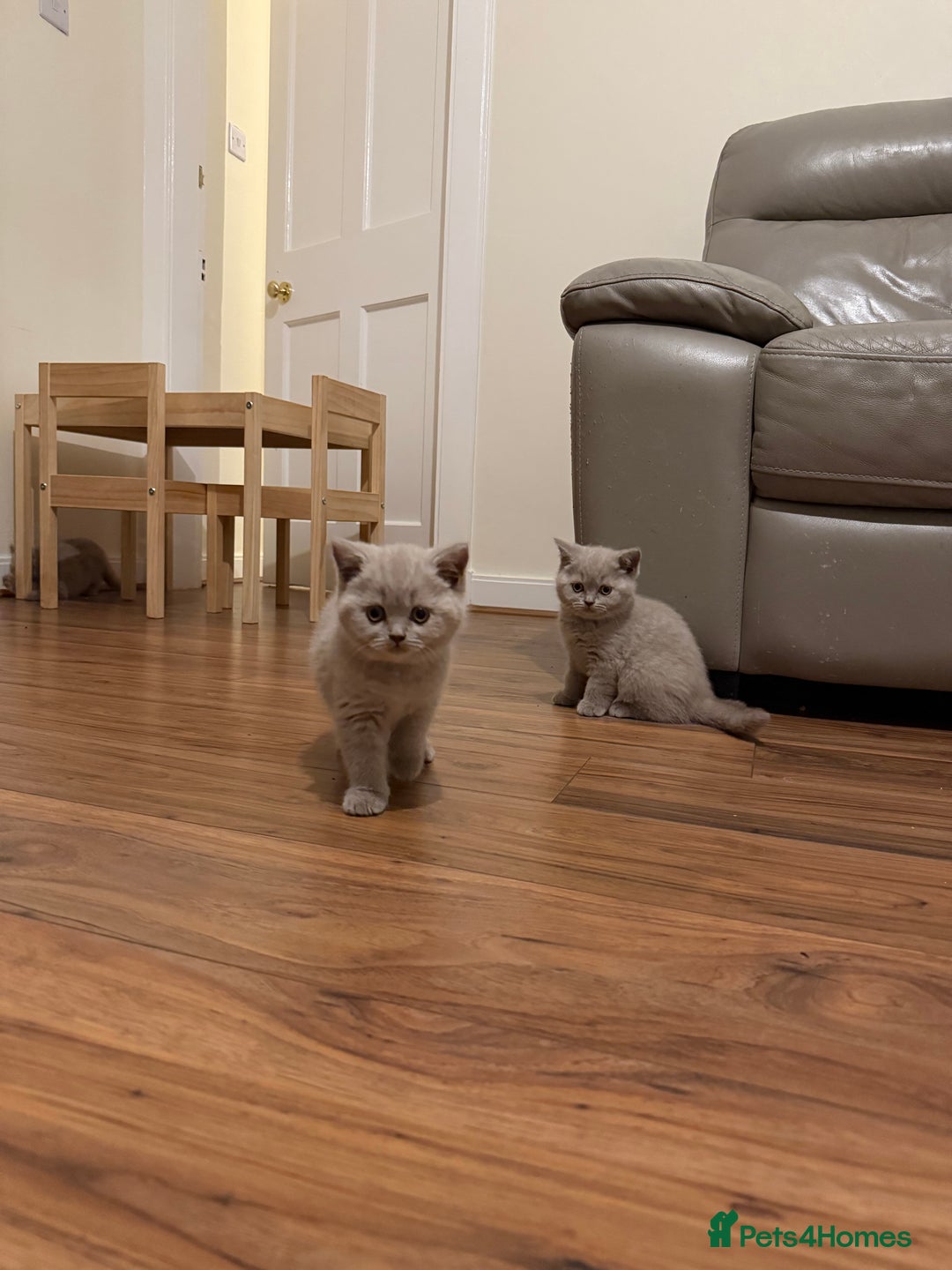 British Shorthair cats for sale: Beautiful rare lilac British shorthair kittens - Image 8