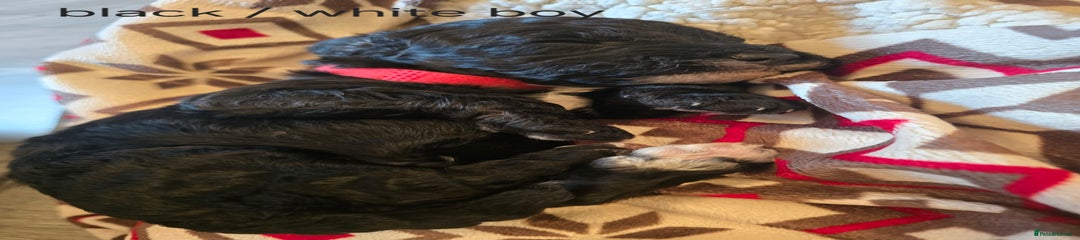Sold Red collar 