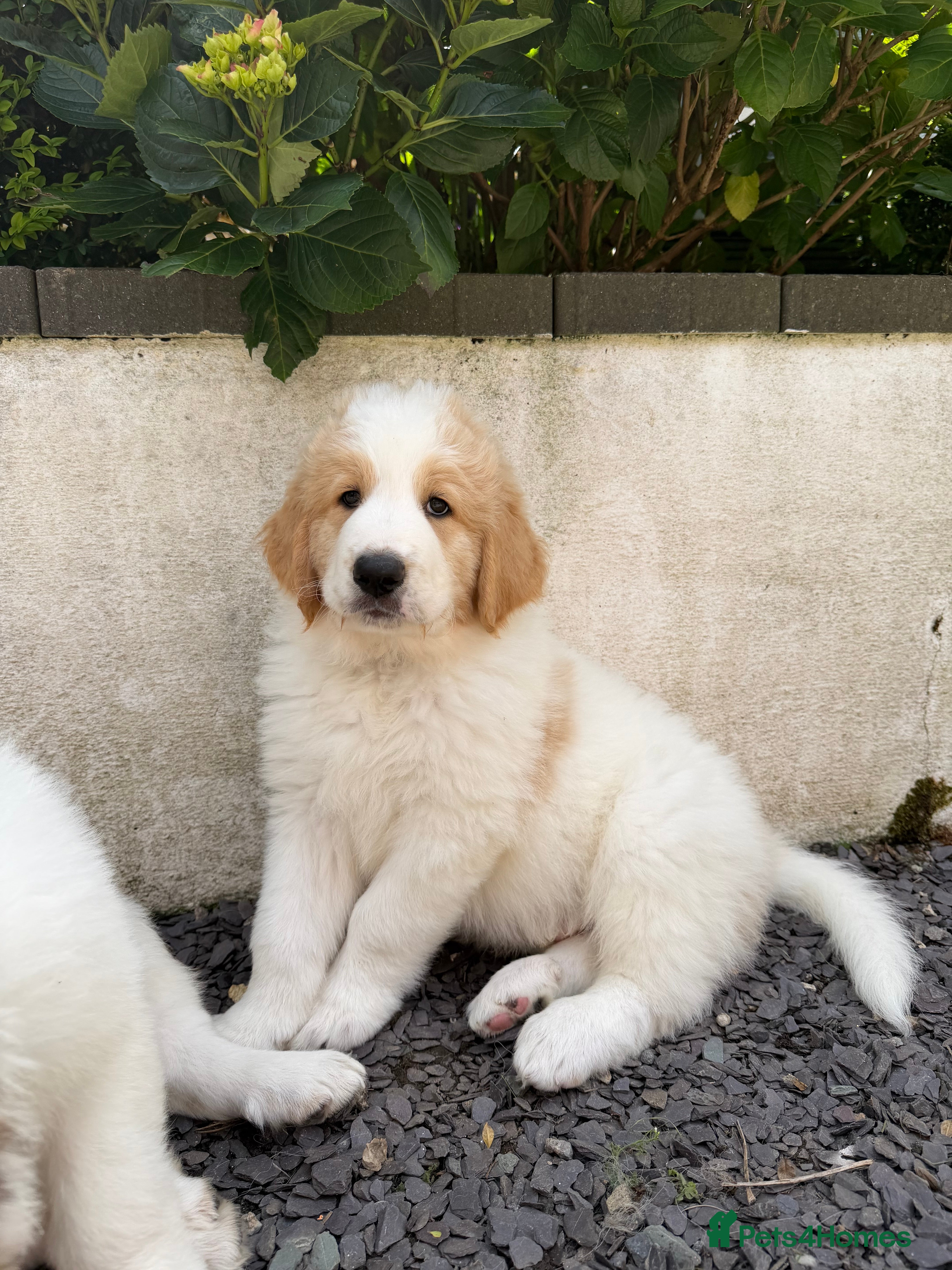 Mixed Breed dogs READY NOW, Golden Doodle X Pyrenees Puppies - Advert 2