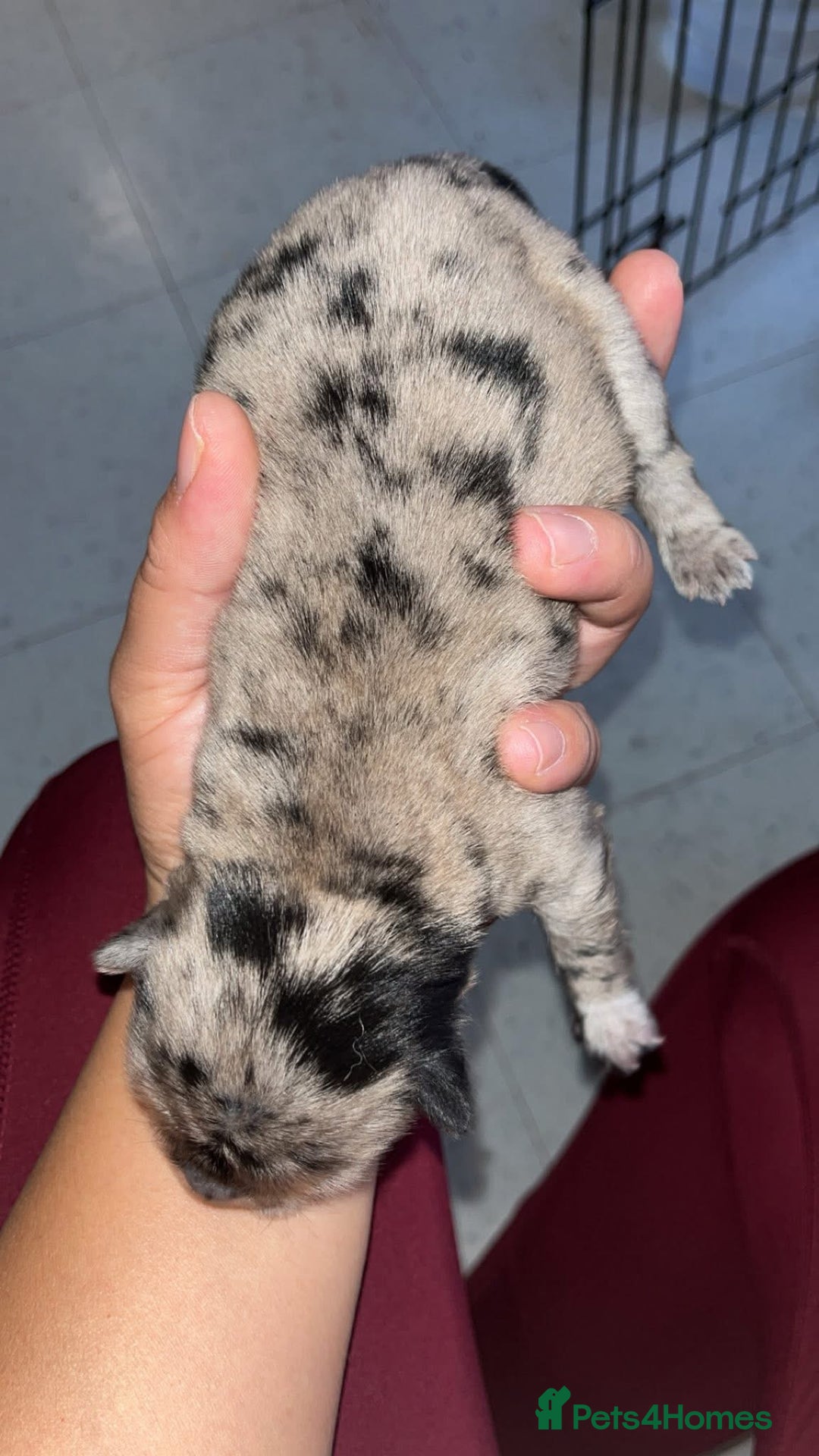 Chow Chow dogs for sale: Chow Puppies – Cream, Grey & Merle Available - Advert 6