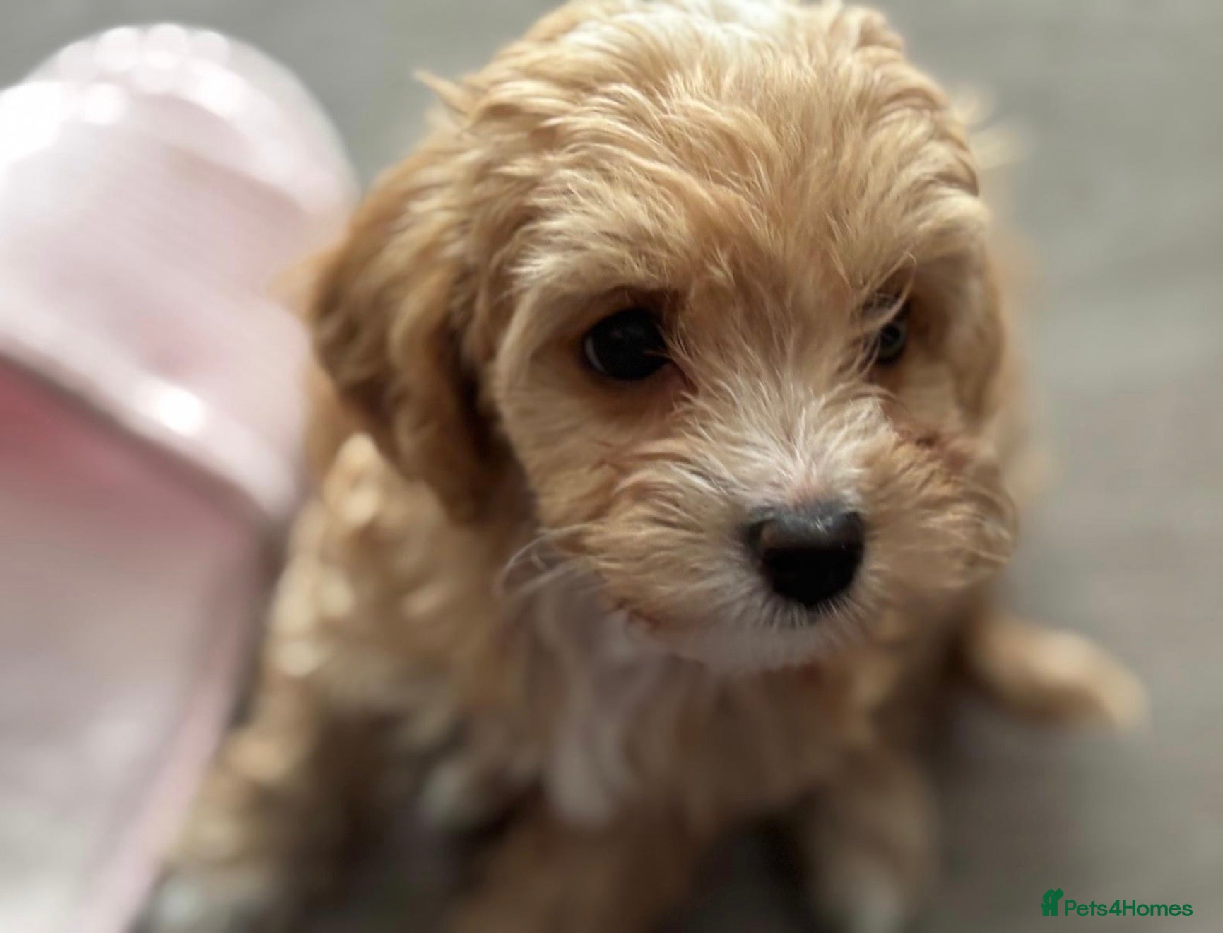 Cavapoochon dogs for sale: Stunning F1 Cavapoochon Puppies Healthy and Ready  in London - Advert 10