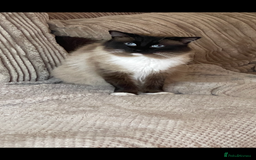 Ragdoll cats for sale: Beautiful ragdoll kittens  - Image 10