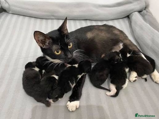 Domestic Shorthair cats 1 male kitten - Advert 3