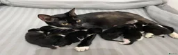 Domestic Shorthair cats for sale: 1 male kitten in Belfast - Advert 1