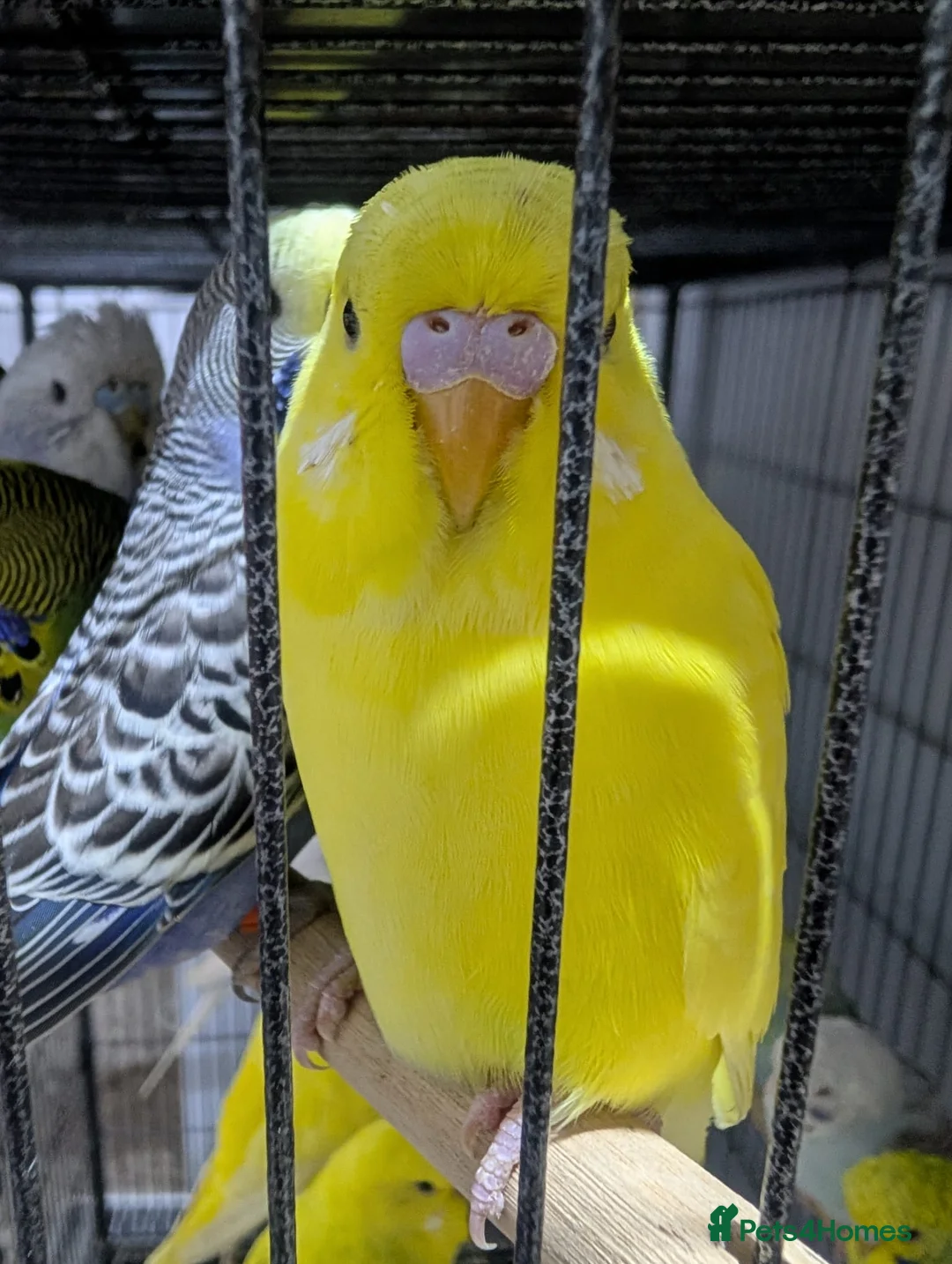 Budgerigars birds for sale: All Colours in Budgies - Advert 10