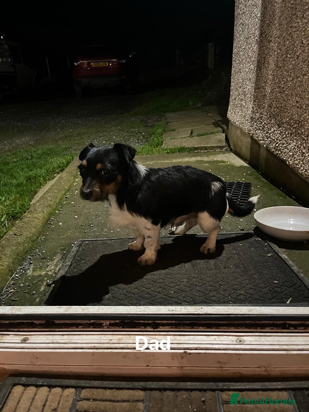 Jack Russell dogs for sale: Jack Russell pups - Advert 7