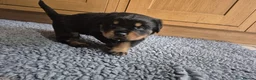 Rottweiler dogs for sale: Strong Traditional Rottweiller Puppies - Advert 6
