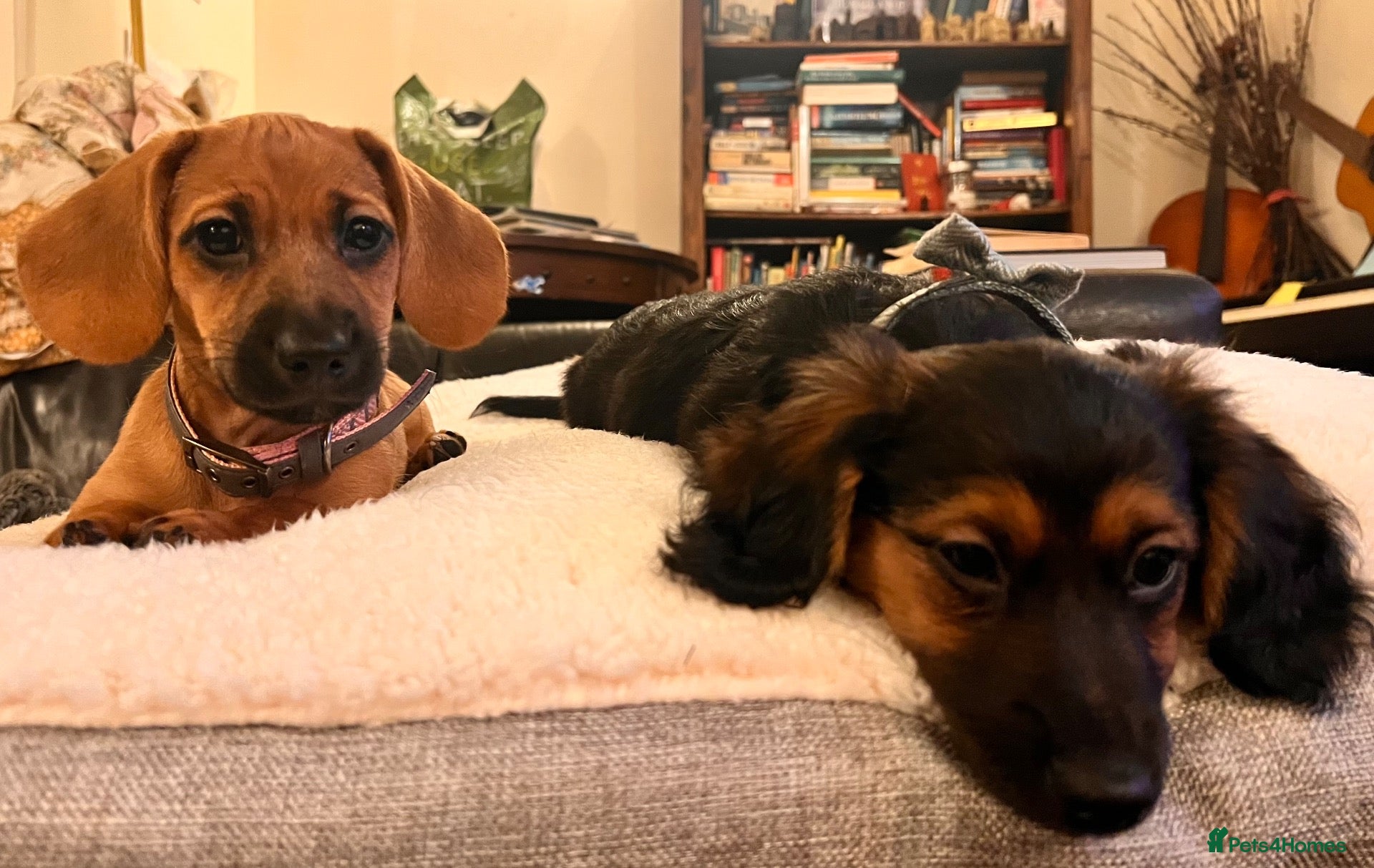 Mixed Breed dogs for sale: Miniature Daschund x 1/8th Border Terrier Puppies - Advert 1